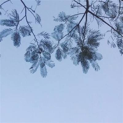 共号玩平台下载